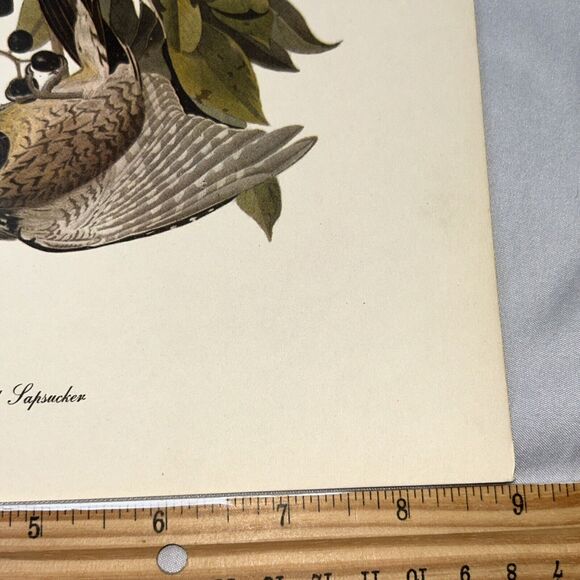 Yellow Bellied Sapsucker Print Roger Tory Peterson From Audubon Birds of America - Picture 6 of 8